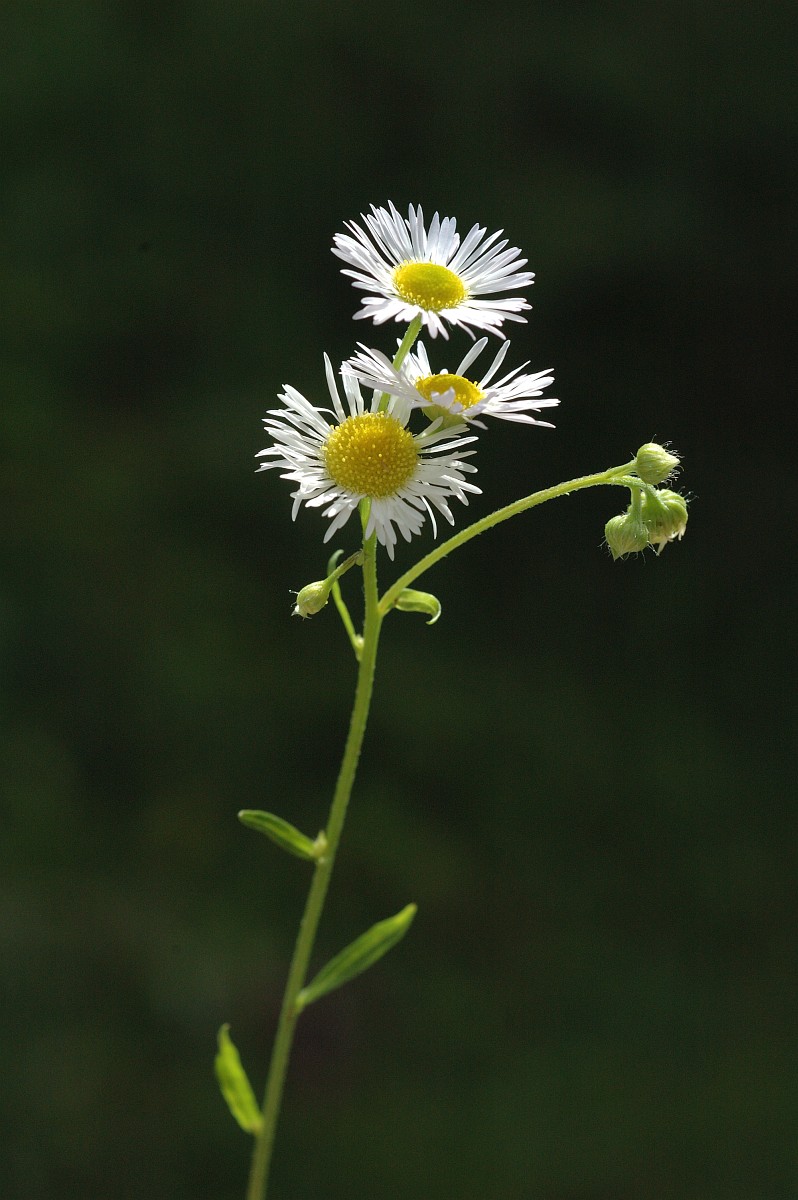 Erigeron annuus, Tall Fleabane